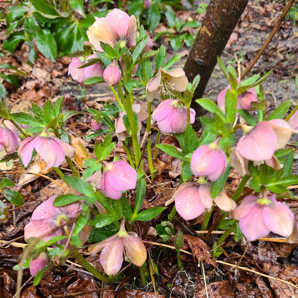 Hellebores Lenten Rose 2 plants $25 - Picture 5 of 7